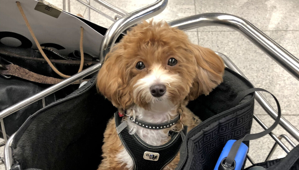 Tage og Karsten rejser ofte til Mallorca,
og det er ikke noget problem at have Solvej med. – Hun vejer kun 3,1 kg, så hun
kan være med i kabinen i en taske. og
den sidder hun glad i på hele flyvningen.