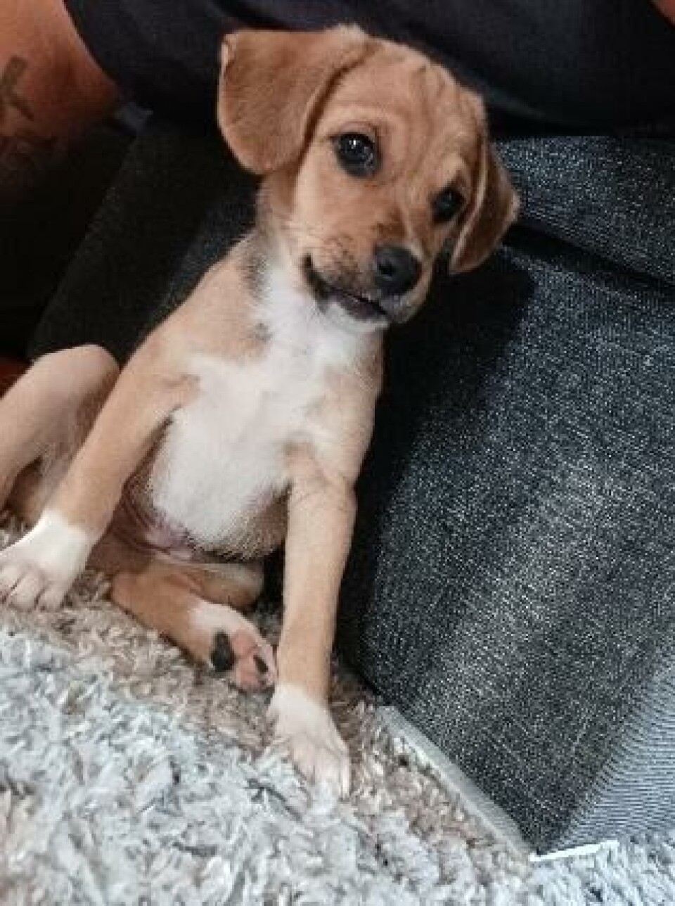 Jacob fra 'Det fede fællesskab' og Camillas nye hund