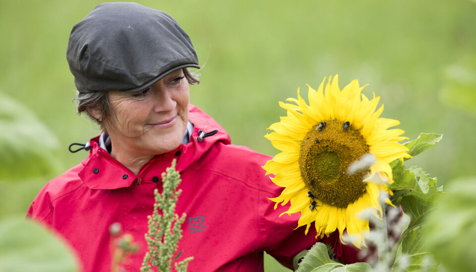 Sanne gør en stor forskel for biodiversitet, og særligt
bestøverne får hendes hjerte til at banke. Derfor har
hun etableret et stykke jord med solsikker, så humlebierne flyver hen over bilerne, når de passerer vejen.