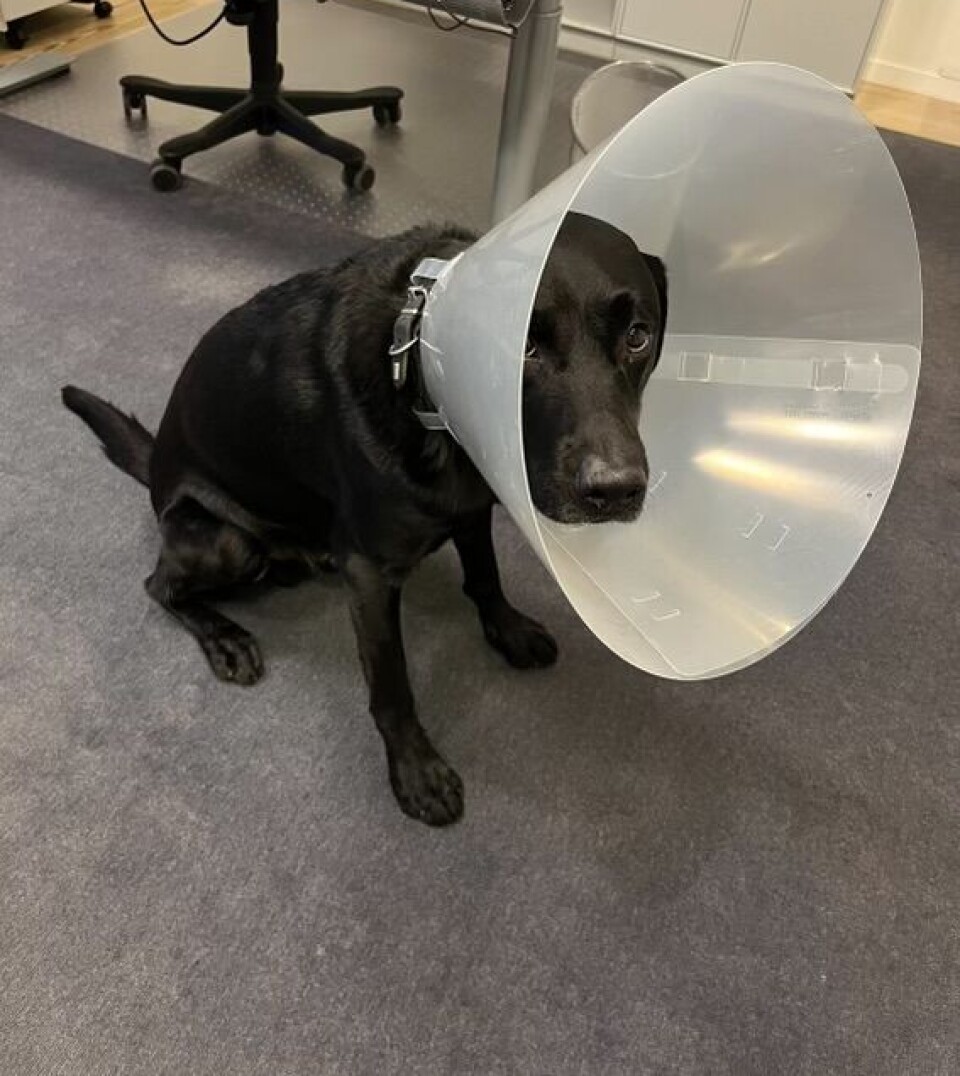 Inger Støjbergs hund Ludvig.