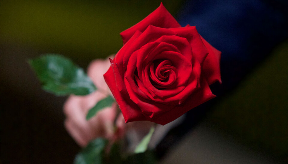 'Bachelor'