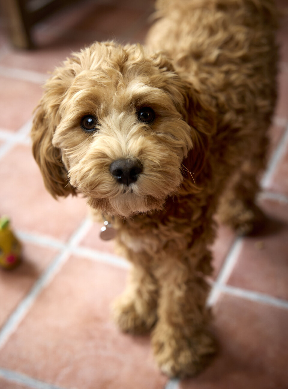 Bongo er halv labradoodle, kvart havaneser og kvart cavapoo, og er opkaldt efter elgkalven Bongo i den norske forfatter Erlend Loes roman 'Doppler'.