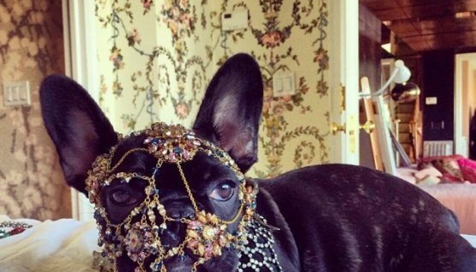 (Lady Gaga/Instagram)