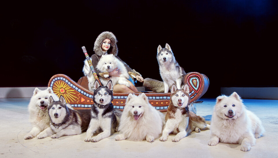 Saabels hunde show i Cirkus Arli.