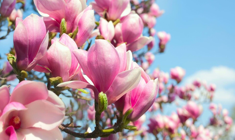 Magnolia