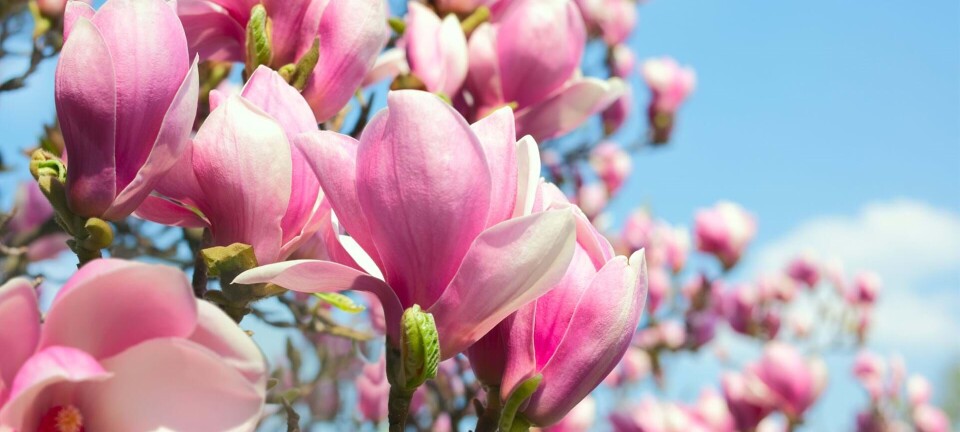 Magnoliatræ i haven: Sådan gør du