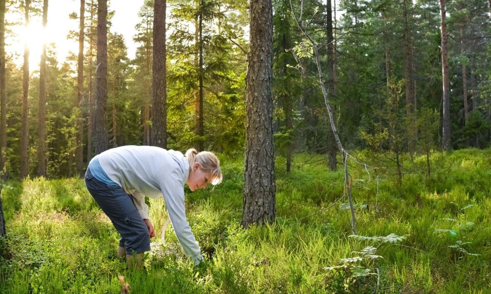 Sankning i naturen