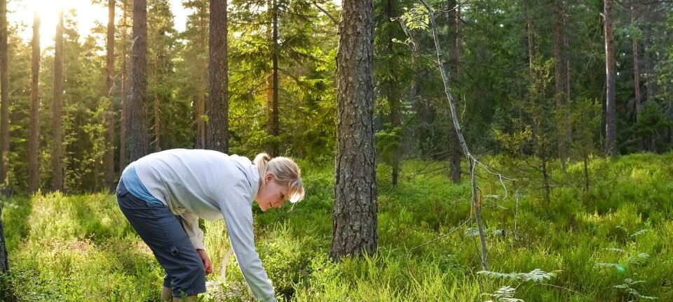 6 sanketips: Sådan sanker du din mad i naturen