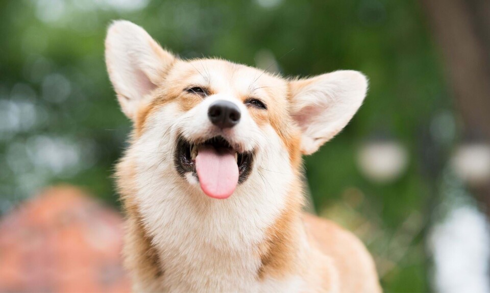 Corgi