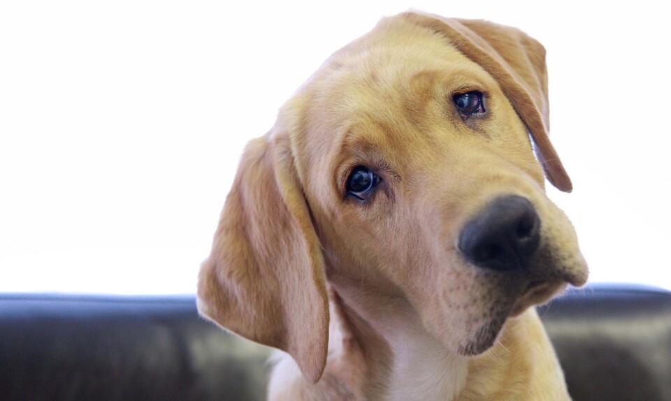 Ny undersøgelse om hundes velbefindende