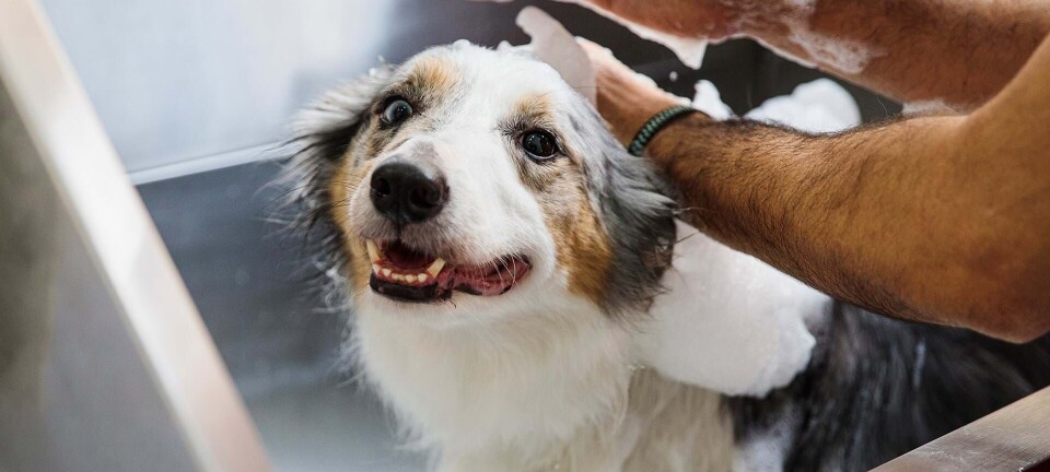 Hundes adfærd: Glad, vred eller 'fræk'? Forstå 6 klassiske signaler fra din hund