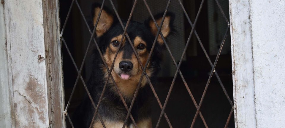 Skal jeg anmelde dem for dyremishandling?