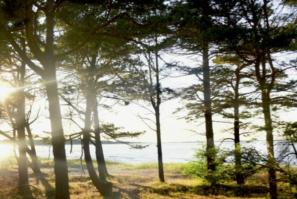 Stranden, hvor Tomas og Charlotte går tur hver dag, uanset vejret.