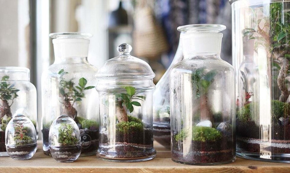 Atelier Green Factory Pikaplant