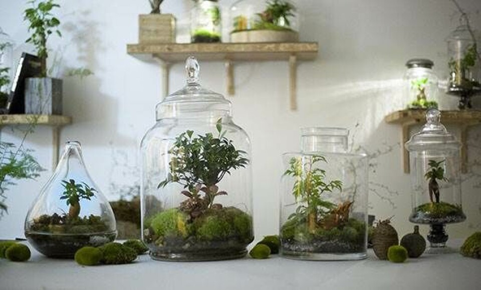 Planteterrarier Green Factory Terrarium
