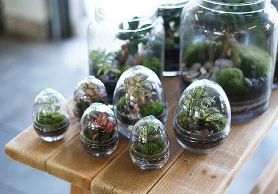 Planteterrarier Homeish