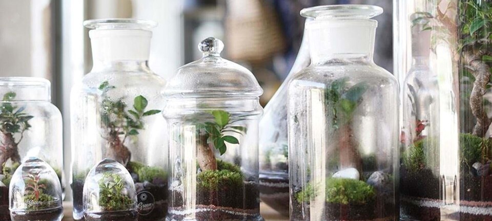 Her er de smukke planter, som du kun skal vande én gang om året