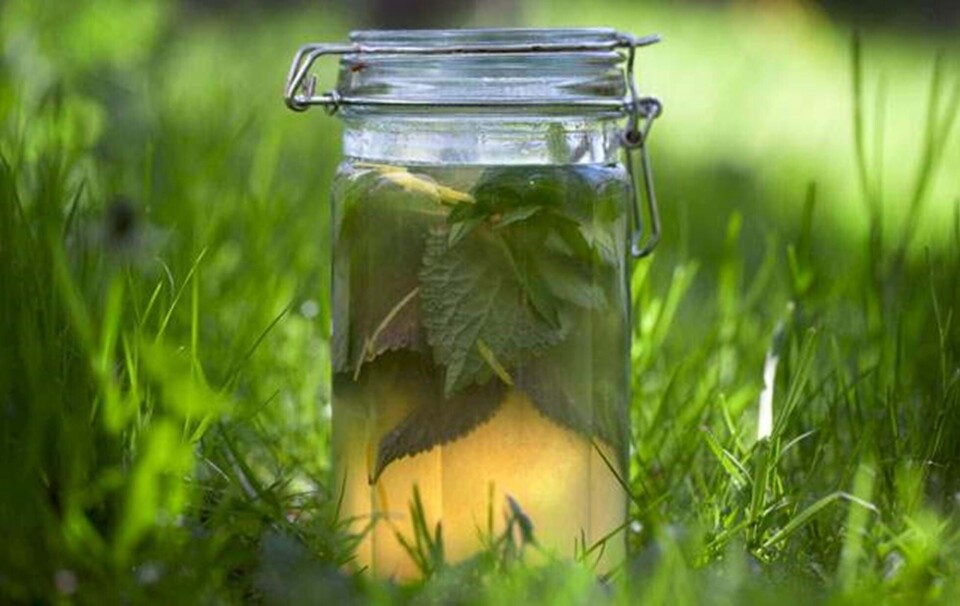 Limonade af mange slags citron