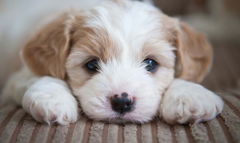 Derfor er det så sundt at have et kæledyr