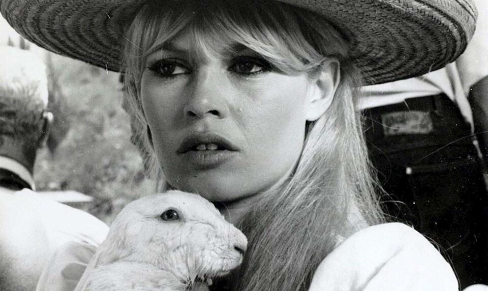 13 dyr, der har et vildere jetsetliv end dig