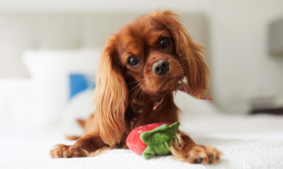 Hund i byen? Her er de bedste hunderacer, hvis du bor i lejlighed