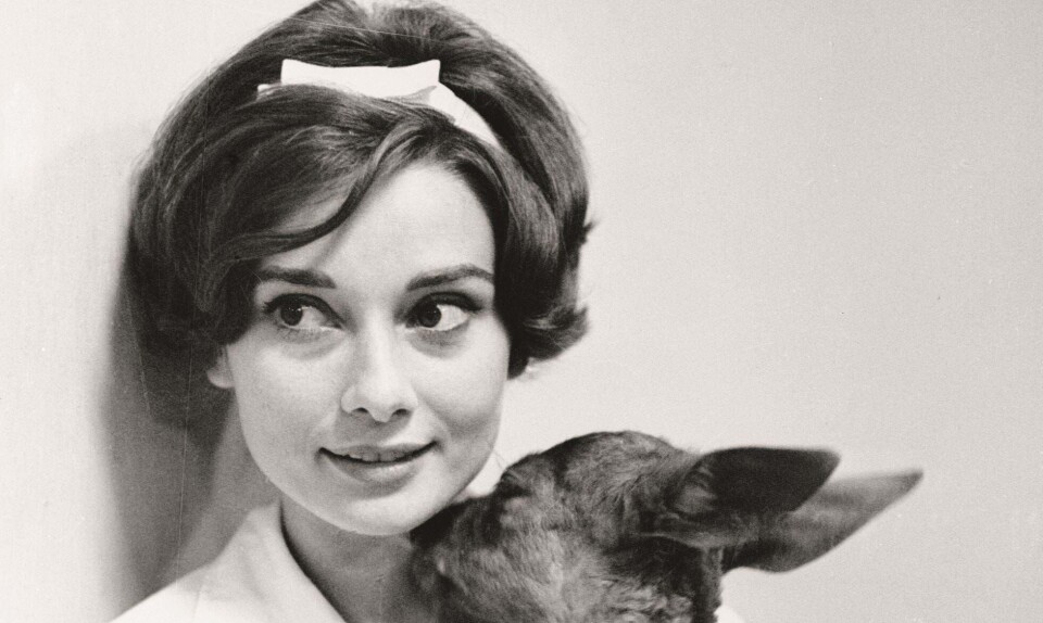 Er Paris Hiltons chihuahua-æra blevet gjort til skamme?