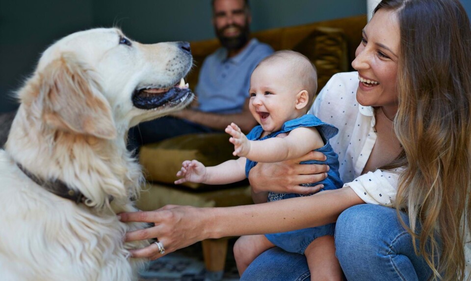 Introducer baby for hund