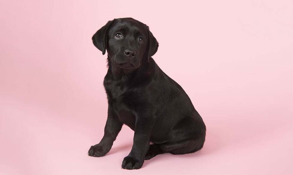 11 gode grunde til at få hund