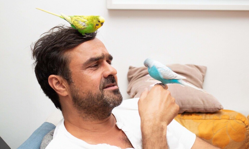 Hassan Preisler og hans to undulater: Det er store følelser, der er på spil