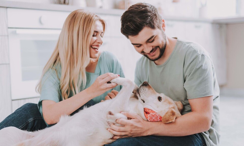 Skal vi levere vores elskede hund retur?