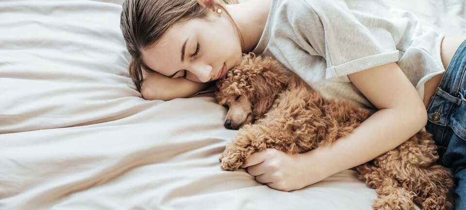 Hunde er bedre sengepartnere end kærester, viser forskning