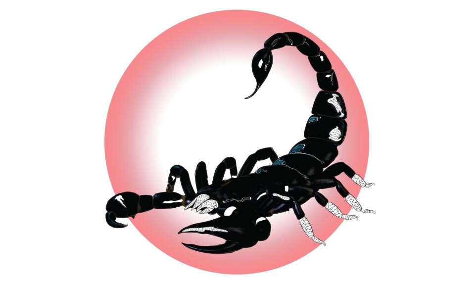 Sådan er skorpionbarnet