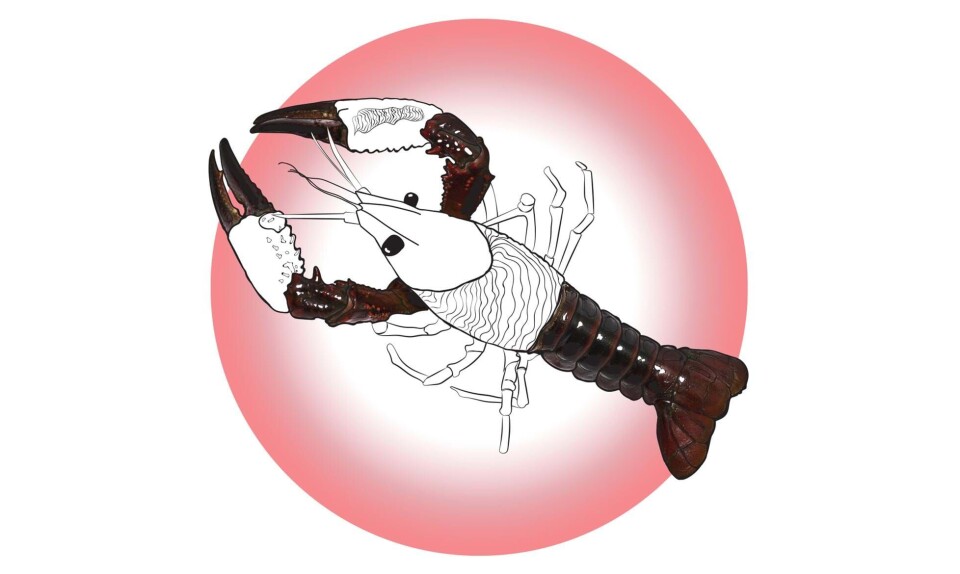 Sådan er krebsebarnet