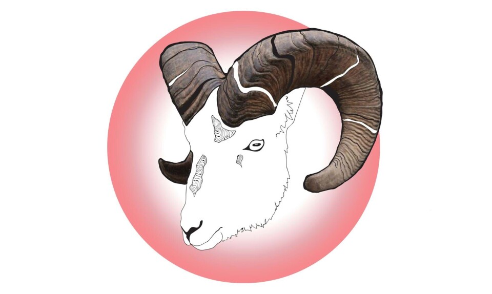 Sådan er vædderbarnet