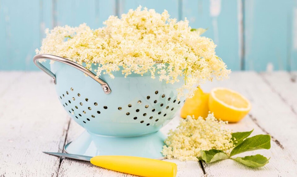 hyldeblomstsaft opskrift