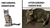 Kat før efter coronakarantæne final.jpg