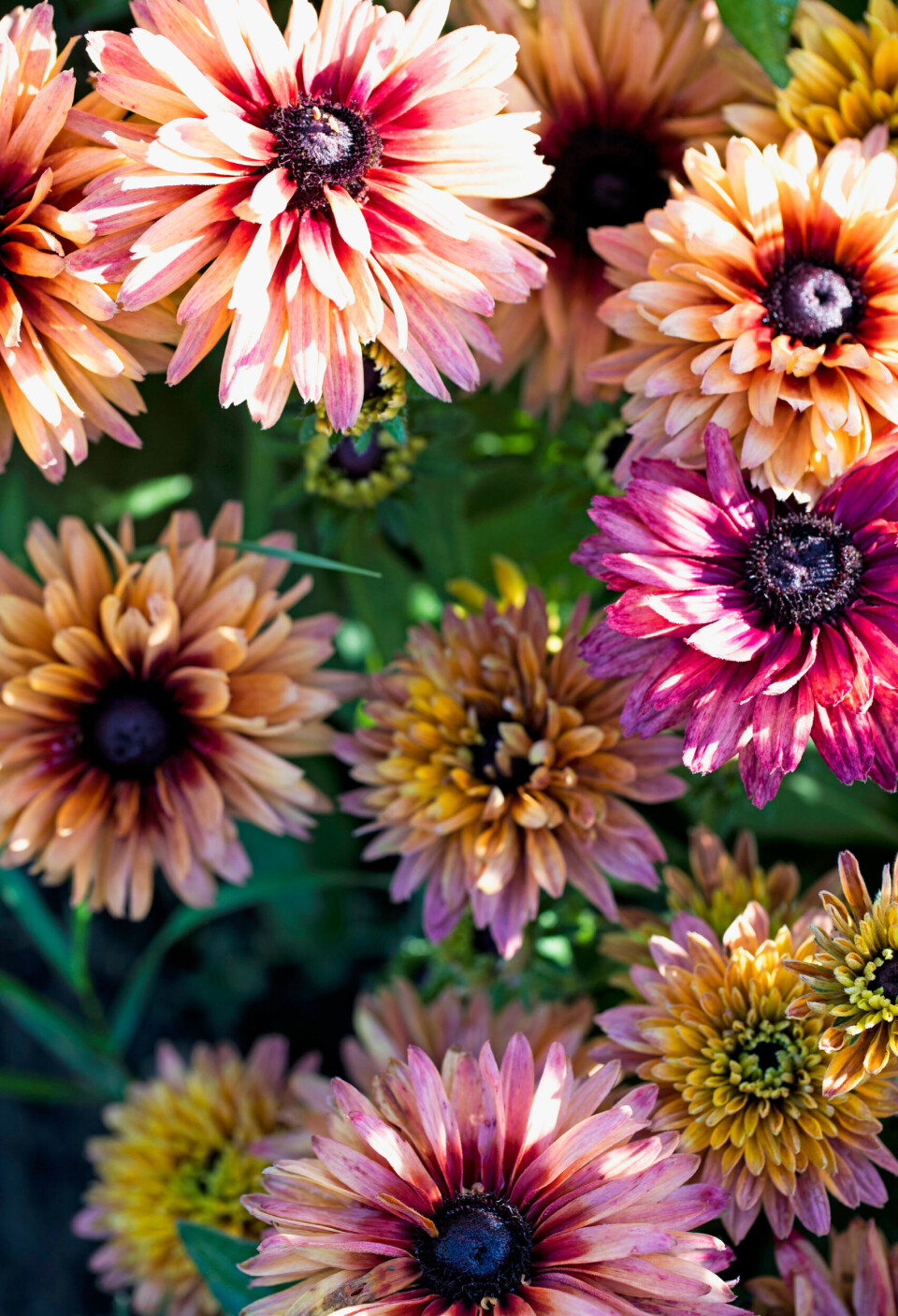 I slutningen af sommeren kan du nyde disse dejlige blomster i de smukkeste farver, hvis du har været flittig med frøene i marts. Planten hedder håret solhat, og sorten ’Sahara’.