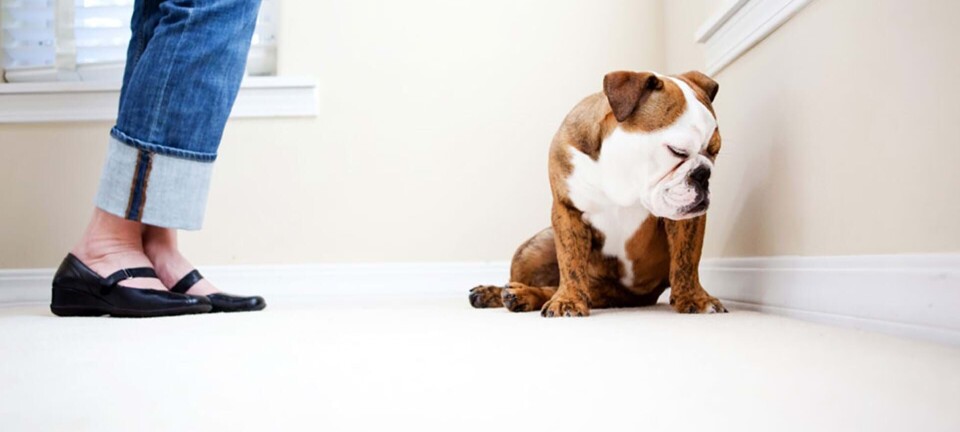 Kære brevkasse: Min overbo råber ad sin hund