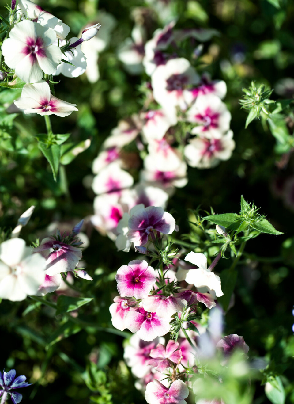 Sommerfolks i fuld flor.