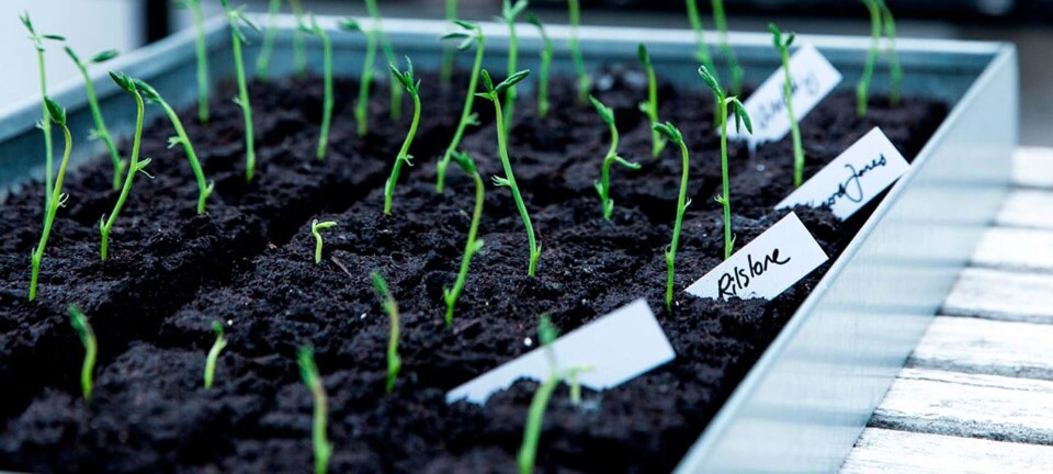 7 nemme trin til forspiring: Det er nu, du skal i gang