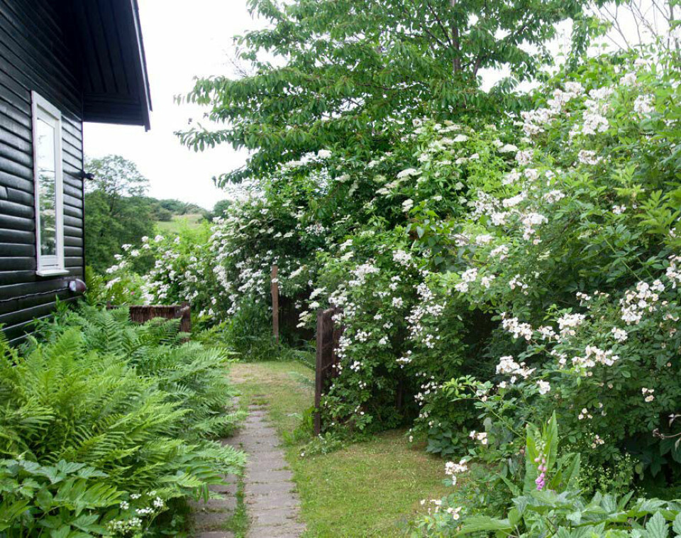 I det grøn-hvide haveparti spiller bregnernes lette, fligede løv flot sammen med klatrerosen Multifloras kaskader af små, enkle blomster.