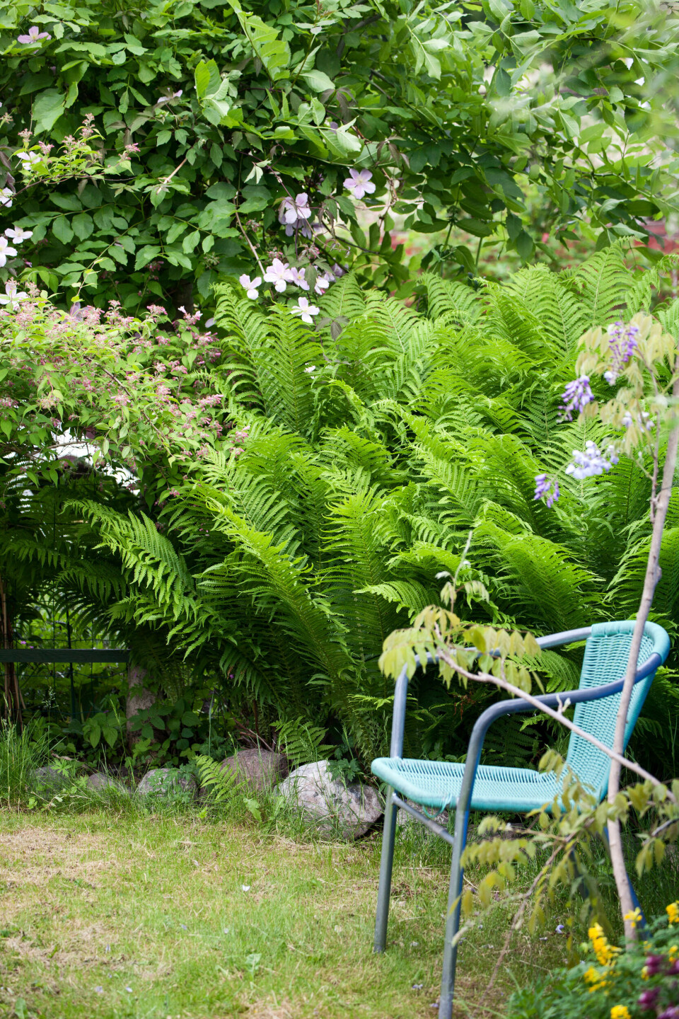 I denne kolonihave står strudsvingebregne med smukt strudsefjerlignende løv, som står ud fra rodfæstet i kurveform. Planten visner ned om vinteren og spirer frem igen om foråret.