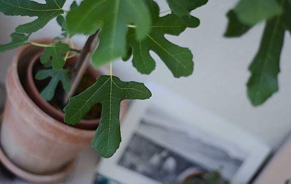 Tendens: Derfor ser du planteprint overalt