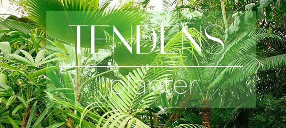 Tendens: Derfor ser du planteprint overalt