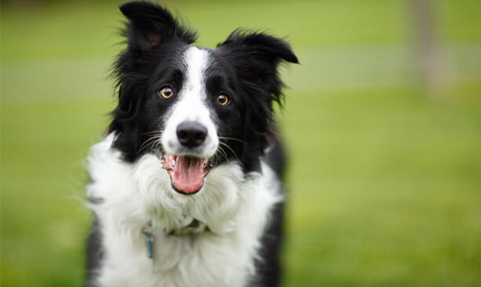 Border_collie.jpg