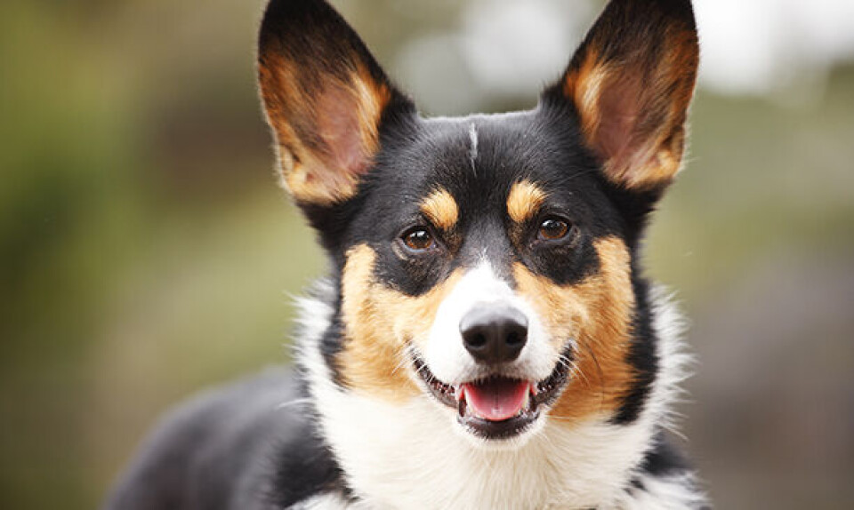 Welsh_corgi.jpg