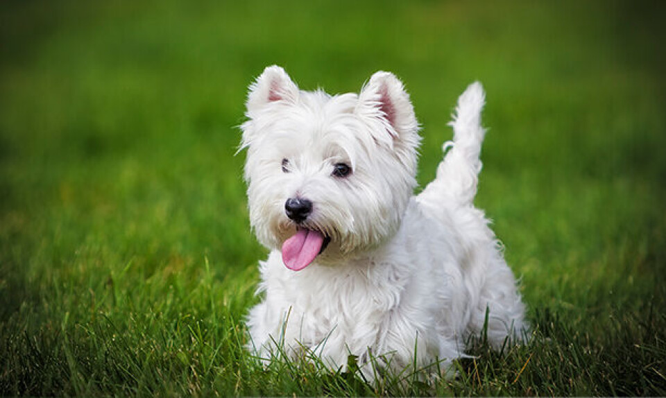 west_highland_white_terrier.jpg