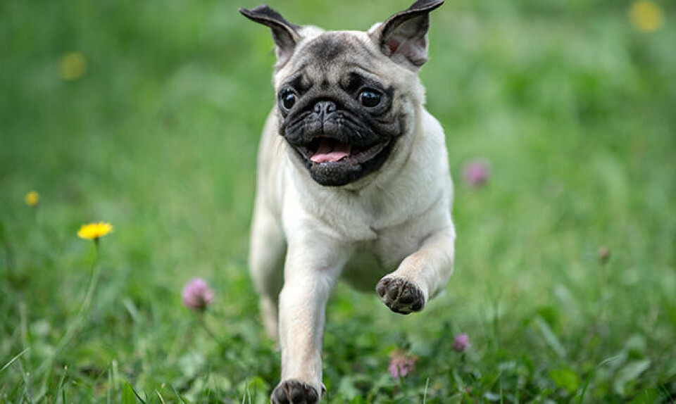 Mops.jpg
