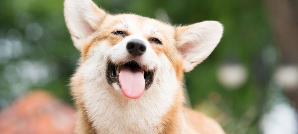 139 hunderacer: Her er de klogeste og de mest dumme hunde