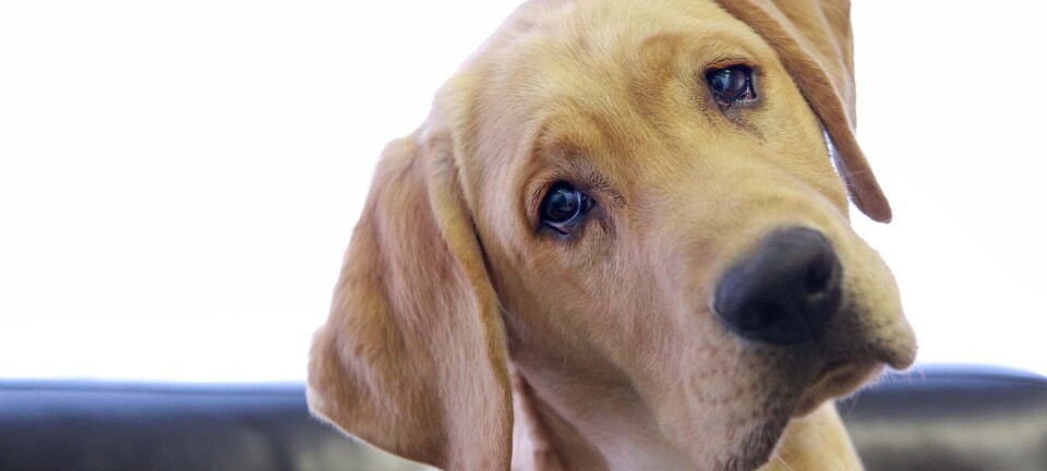 Nyt studie: Gør du dette med din hund, bør du stoppe i dag